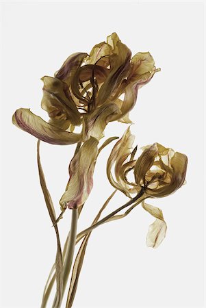 decline - Close-up of a dried flower Stock Photo - Premium Royalty-Free, Code: 625-02926959