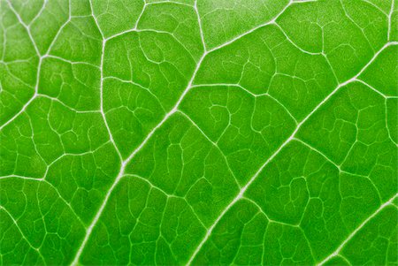 Close-up of a green leaf Stock Photo - Premium Royalty-Free, Code: 625-02927311