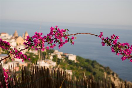 Close-up of flowers on a branch with a town in the background, Amalfi Coast, Maiori, Salerno, Campania, Italy Stock Photo - Premium Royalty-Free, Code: 625-02927552