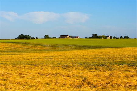 Wheat crop in a field, Loire Valley, France Stock Photo - Premium Royalty-Free, Code: 625-02927742
