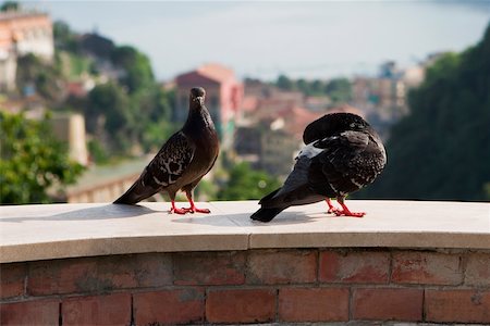 Two pigeons standing, Vietri sul Mare, Costiera Amalfitana, Salerno, Campania, Italy Stock Photo - Premium Royalty-Free, Code: 625-02928239