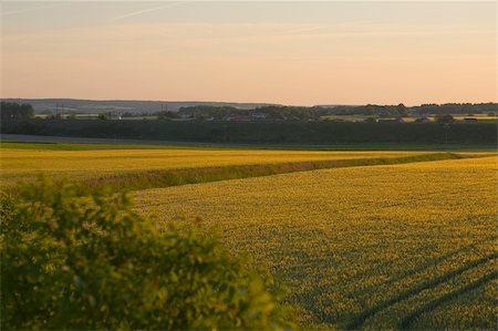 Crop in a field, Loire Valley, France Stock Photo - Premium Royalty-Free, Code: 625-02928785
