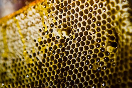 Close-up of a honeycomb, Zacatecas State, Mexico Stock Photo - Premium Royalty-Free, Code: 625-02933674