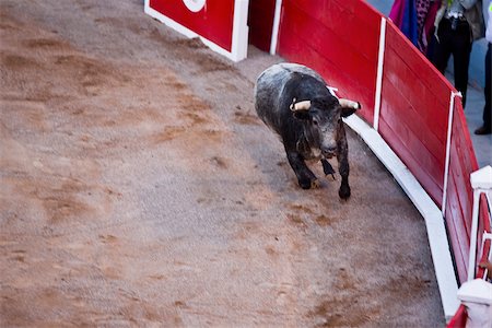 scorn - High angle view of a bull running in a bullring, Plaza De Toros San Marcos, Aguascalientes, Mexico Stock Photo - Premium Royalty-Free, Code: 625-02933756