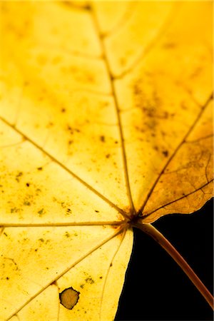 Yellow leaf Stock Photo - Premium Royalty-Free, Code: 628-05817287