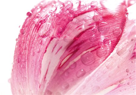 flower macro - Petal of a tulip, macro Stock Photo - Premium Royalty-Free, Code: 628-05817454