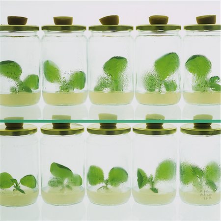 experimenting - Seedlings in glasses in laboratory Stock Photo - Premium Royalty-Free, Code: 628-05817953