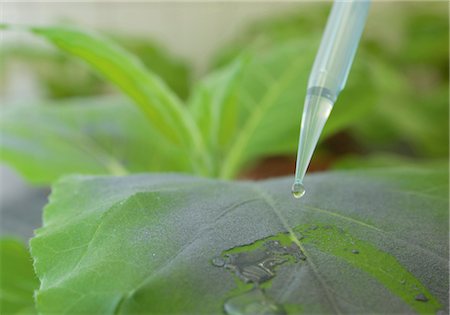 Pipette dropping liquid on a tobacco plant Stock Photo - Premium Royalty-Free, Code: 628-05818041