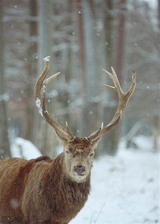 deer snow - Deer in winter Stock Photo - Premium Royalty-Free, Code: 628-02062520