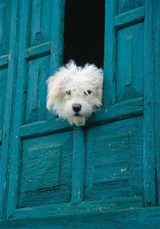 Head of a dog in a broken door Stock Photo - Premium Royalty-Free, Code: 628-02062648