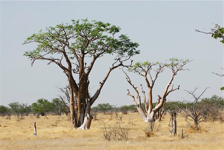 Baobab trees Stock Photo - Premium Royalty-Free, Code: 628-02228072
