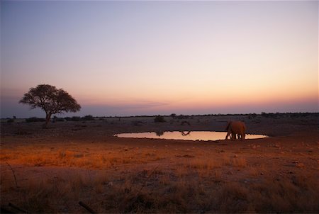 steppe - African elephant on a waterhole Stock Photo - Premium Royalty-Free, Code: 628-02228073