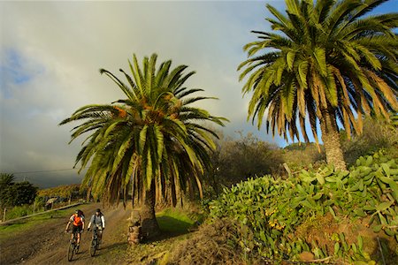 Cyclists under palms Stock Photo - Premium Royalty-Free, Code: 628-02228151