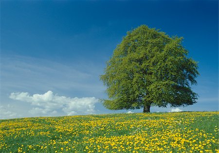 simsearch:628-02953843,k - Single tree in dandelion meadow, Allgaeu, Bavaria, Germany Foto de stock - Sin royalties Premium, Código: 628-02953973