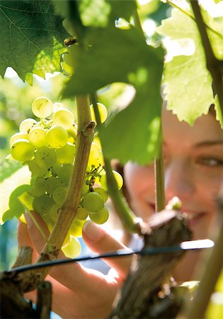 simsearch:659-06493733,k - Woman looking at grapes Stock Photo - Premium Royalty-Free, Code: 628-03058841