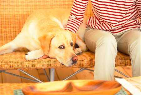 Mid Section Of Women Sitting With Her Golden Labrador At Home Stock Photo - Premium Royalty-Free, Code: 622-06009776