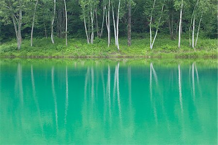 Forest Trees Reflecting In Water Stock Photo - Premium Royalty-Free, Code: 622-06009933