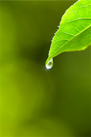 shin - Droplet On Leaf Like A Star Stock Photo - Premium Royalty-Free, Code: 622-06009950
