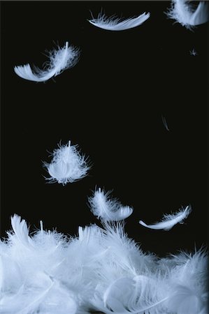 feather  close-up - White Feathers Against Black Background Foto de stock - Sin royalties Premium, Código: 622-06163887