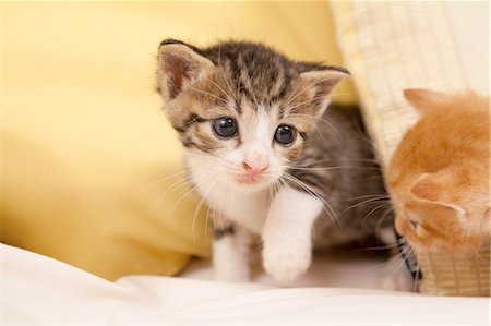 simsearch:700-06512681,k - Two Kittens Looking Each Other Curiously Stock Photo - Premium Royalty-Free, Code: 622-06190673