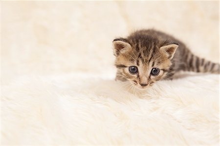 pet animal - Cute Domestic Cat Stock Photo - Premium Royalty-Free, Code: 622-06190680