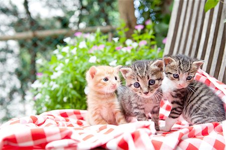 simsearch:700-06512681,k - Three Cats On Blanket Stock Photo - Premium Royalty-Free, Code: 622-06190700
