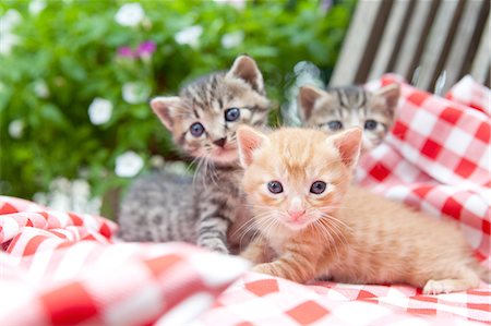 predator - Close Up Of Domestic Cats Stock Photo - Premium Royalty-Free, Code: 622-06190701