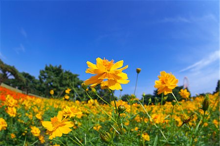 Yellow Flowers Against Blue Sky Foto de stock - Sin royalties Premium, Código: 622-06190855