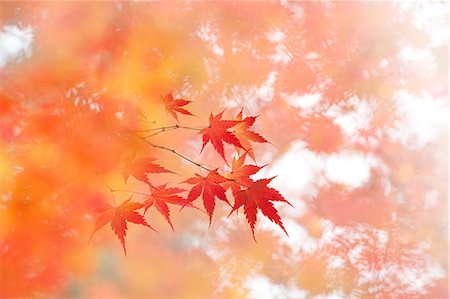 fall season leaves trees - Red Maple Leaves, Autumn Stock Photo - Premium Royalty-Free, Code: 622-06191075