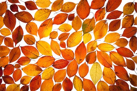 Lit Autumn Leaves, Background Stock Photo - Premium Royalty-Free, Code: 622-06191081