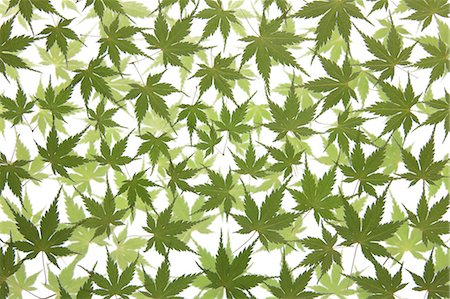 Green Maple Leaves, Spring, Background Stock Photo - Premium Royalty-Free, Code: 622-06191082