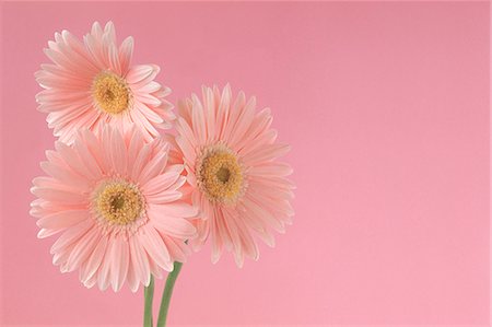 floral beautiful backgrounds - Pink Gerbera Daisies Stock Photo - Premium Royalty-Free, Code: 622-06191138