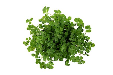 Bunch Of Clover With White Background Stock Photo - Premium Royalty-Free, Code: 622-06191212