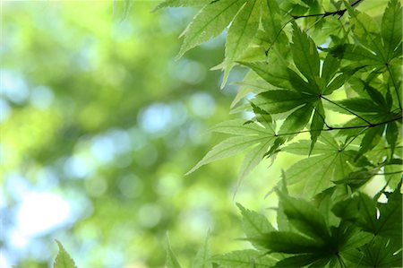 Close-Up Of Green Maple Leaves Stock Photo - Premium Royalty-Free, Code: 622-06191248