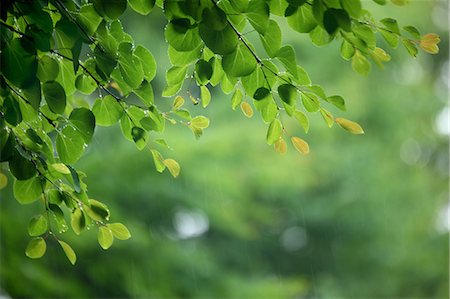 Close-Up Of Bright Green Leaves Stock Photo - Premium Royalty-Free, Code: 622-06191241