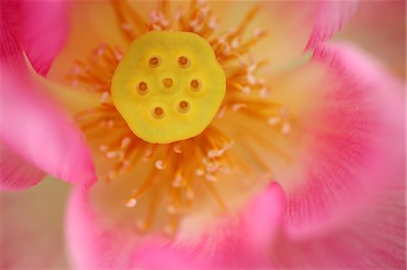 flower background - Pink Flower, Close-Up, Macro Image Stock Photo - Premium Royalty-Free, Code: 622-06191293