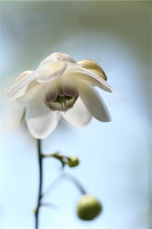 flower macro - Close-Up View Of White Flower Foto de stock - Sin royalties Premium, Código: 622-06191320