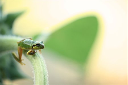 Tree Frog On Stem Stock Photo - Premium Royalty-Free, Code: 622-06191322