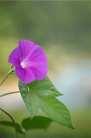 Purple Flower, Close Up View Stock Photo - Premium Royalty-Free, Code: 622-06191349