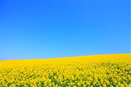 Mustard Field Against Clear Sky, Copy Space Foto de stock - Sin royalties Premium, Código: 622-06191367