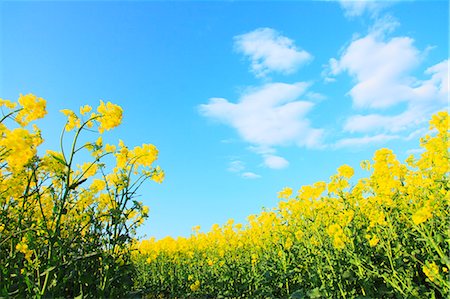 Mustard Field And Blue Sky In Background Foto de stock - Sin royalties Premium, Código: 622-06191376