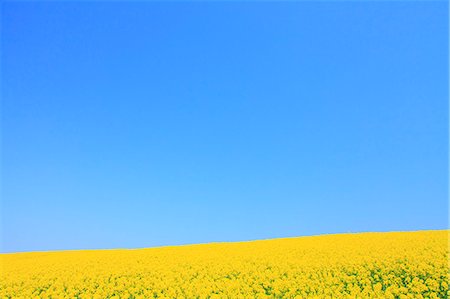 Mustard Field Against Clear Sky, Copy Space Foto de stock - Sin royalties Premium, Código: 622-06191370