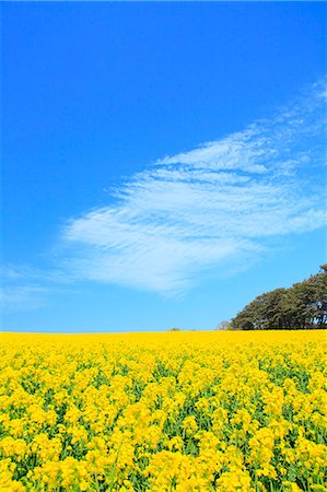 Mustard Field And Blue Sky In Background Foto de stock - Sin royalties Premium, Código: 622-06191384