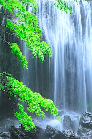 Shiny Green Tree Branches And Waterfalls Foto de stock - Sin royalties Premium, Código: 622-06191423