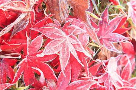 Red Fallen Leaves In Winter Stock Photo - Premium Royalty-Free, Code: 622-06191440