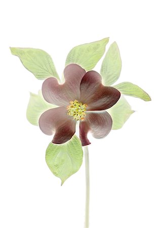 Dogwood Stock Photo - Premium Royalty-Free, Code: 622-06369312