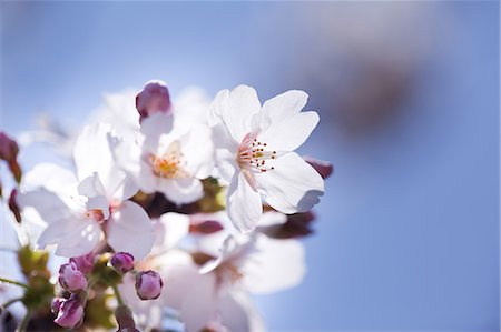 shinjuku - Blue sky and Cherry Blossom Stock Photo - Premium Royalty-Free, Code: 622-06369699