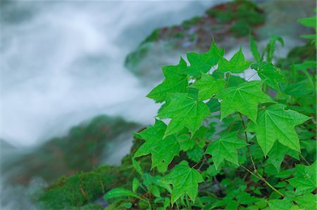 Mountain water stream in Fukushima Stock Photo - Premium Royalty-Free, Code: 622-06369823