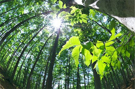 simsearch:622-06487475,k - Beech forest in Niigata Prefecture Stock Photo - Premium Royalty-Free, Code: 622-06369832