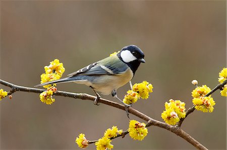 spring flower bird - Japanese Tit on Japanese Spicebush branch Stock Photo - Premium Royalty-Free, Code: 622-06369900